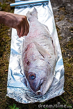 Preparing big dentex fish for barbecue cooking on picnic outside Stock Photo