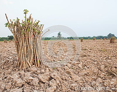 Preparing of Cassava, Yuca, Mandioa, Manioc, Tapioca in agricul Stock Photo