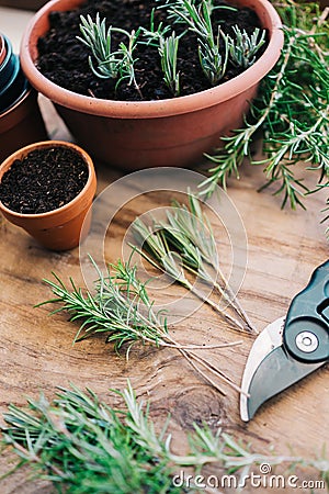 Rosmarinus and lavender plant cuttings Stock Photo