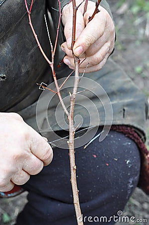 Preparing Small Apricot Tree Branch for Grafting with Knife. Grafting Fruit Trees Stock Photo