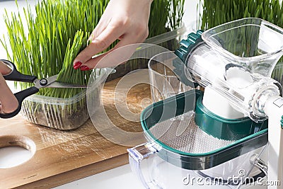 Preparing a wheatgrass shot, healthy detox drink homemade from organic green grass freshly cut Stock Photo