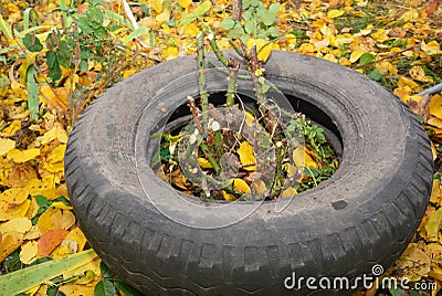 Preparing winter protection for roses using an old car tire around a trimmed rose bush to fill it with soil or compost Stock Photo