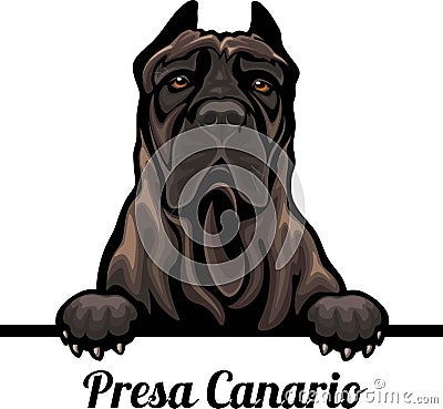 Presa Canario - Color Peeking Dogs - dog breed. Color image of a dogs head isolated on a white background Vector Illustration