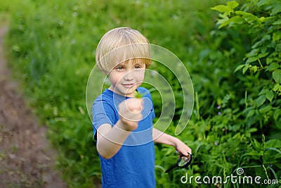 Preschooler boy is exploring nature with magnifying glass. Little child is looking on leaf with magnifier. Summer vacation for Stock Photo