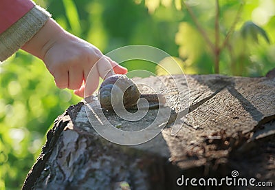 Preschooler child arm touching crawling on tree stump edible snail Stock Photo