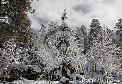 Prescott Arizona forest of Ponderosa Pines and Cedar after a winter snow storm Stock Photo
