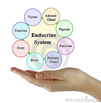 Components of Endocrine System Stock Photo