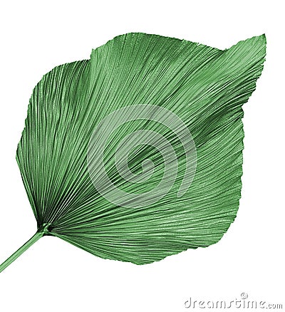  green preserved palm frond / leaf Stock Photo