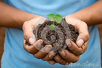 Preserving trees natural treatments be done with two hands. Stock Photo