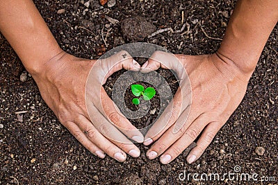 Preserving trees natural treatments be done with two hands. Stock Photo