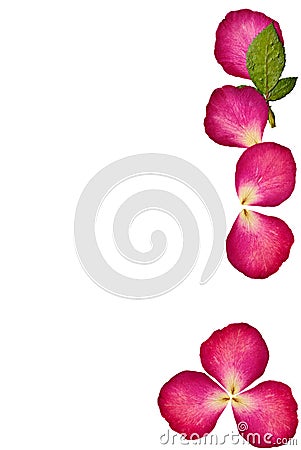 Press flowers by red rose Stock Photo