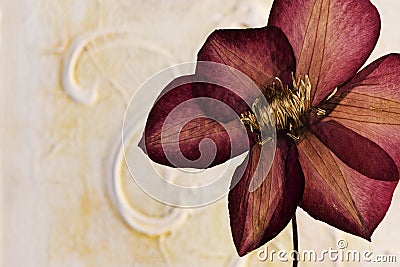 Pressed clematis flower Stock Photo