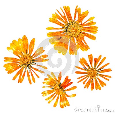 Pressed delicate chrysanthemum flowers and petals Stock Photo