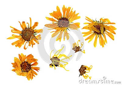 Pressed delicate chrysanthemum flowers and petals from the front Stock Photo