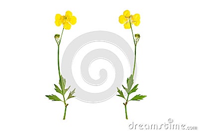 Pressed and Dried bush Meadow Buttercup (Ranunculus acris). Isolated on white background. Stock Photo