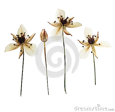 Pressed and dried Butomus umbellatus, isolated Stock Photo