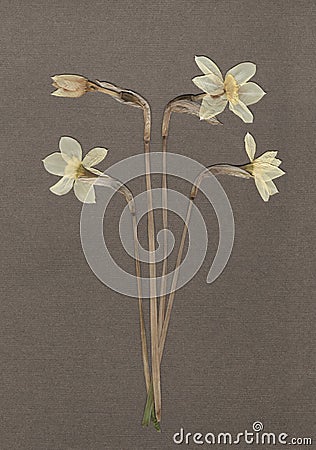 Pressed and dried daffodils. White narcissus. Vintage herbarium background on textured gray paper. Scanned image. Stock Photo