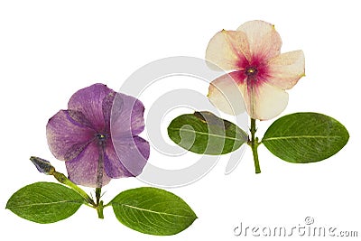 Pressed and dried delicate flower catharanthus, isolated Stock Photo