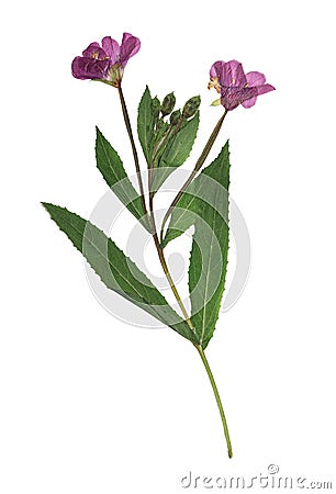 Pressed and dried delicate lilac flowers fireweed epilobium collinum on stem with green leaves. Isolated on white background. Stock Photo