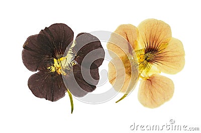 Pressed and dried delicate orange and brown flowers Stock Photo