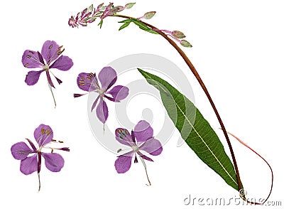 Pressed and dried delicate purple flowers fireweed or willow-herb epilobium, isolated on white background. For use in Stock Photo