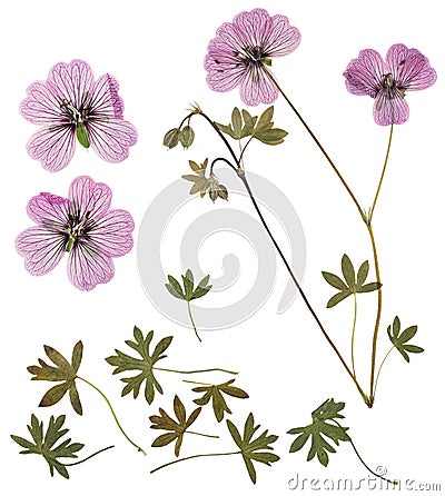 Pressed and dried delicate transparent flowers geranium, isolated on white background. For use in scrapbooking, floristry or Stock Photo