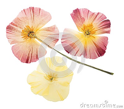 Pressed and dried delicate yellow flowers eschscholzia eschscholzia Californica, California poppy. Isolated on white background Stock Photo