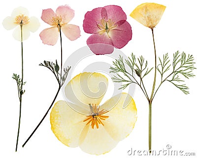 Pressed and dried delicate yellow flowers eschscholzia. Isolated on white background Stock Photo