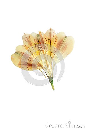 Pressed and dried flower alstroemeria. Isolated Stock Photo