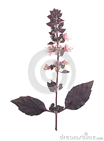 Pressed and dried flower basil, isolated on white background. For use in scrapbooking, floristry or herbarium Stock Photo