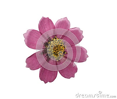Pressed and dried flower kosmeya. Isolated Stock Photo