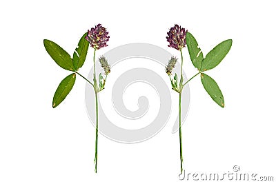 Pressed and Dried flower red clover or trifolium pratense . Is Stock Photo