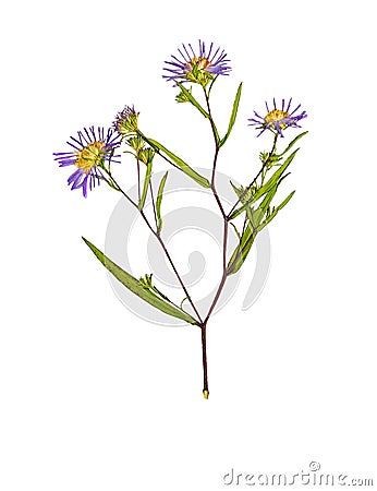 Pressed and dried flower Symphyotrichum novi-belgii. Isolated Stock Photo