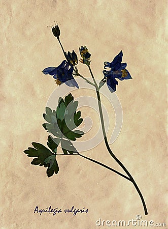 Pressed and dried flowers of Aquilegia Stock Photo