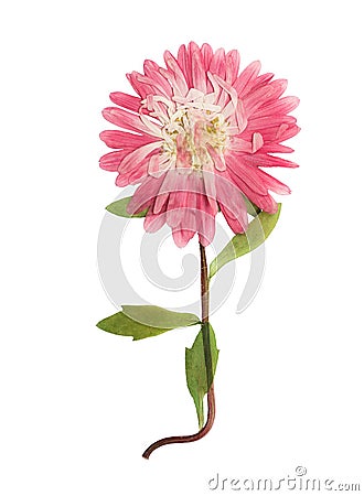 Pressed and dried flowers aster. Isolated on white Stock Photo