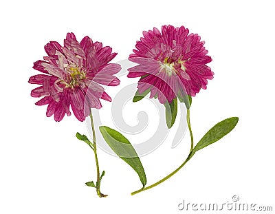 Pressed and dried flowers aster Michaelmas daisy, isolated Stock Photo