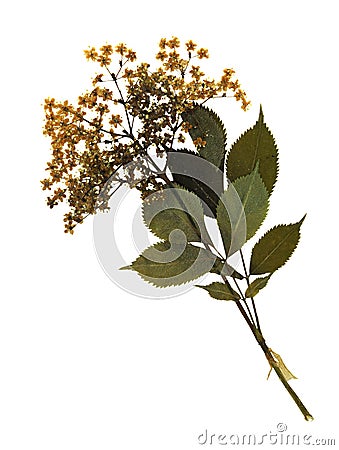 Pressed and dried flowers of European elder Stock Photo