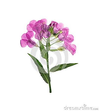 Pressed and dried flowers hesperis. Stock Photo