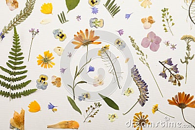 Pressed dried flowers and plants on white, flat lay. Beautiful herbarium Stock Photo