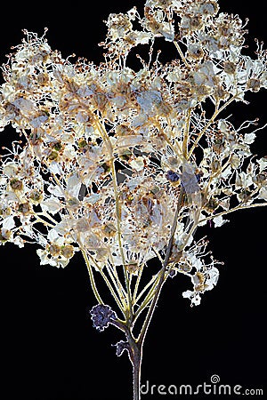 Pressed dried flowers Stock Photo
