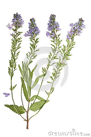 Pressed and dried flowers veronica spicata. Isolated on white background. For use in scrapbooking, floristry or herbarium Stock Photo
