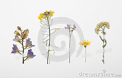 Pressed dried flowers on white background. Beautiful herbarium Stock Photo