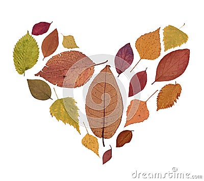 Pressed Dried Herbarium of Autumn Leaves of Different Colors on White Background Stock Photo