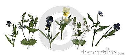 Pressed Dried Herbarium of Pansies and Violet Flowers Isolated on White Background Stock Photo