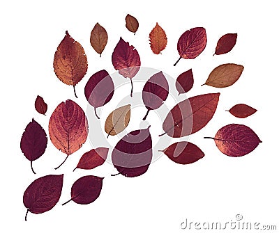 Pressed Dried Herbarium of Red Leaves Isolated on White Background Stock Photo