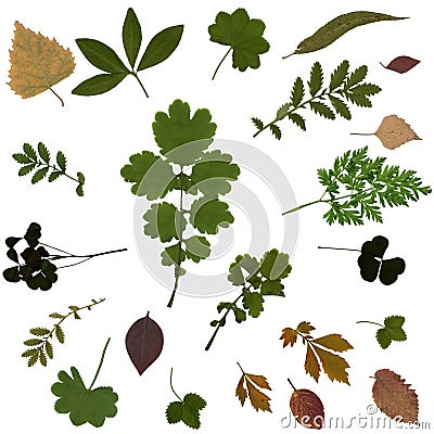Pressed Dried Herbarium of Various Plants isolated on White Background Stock Photo