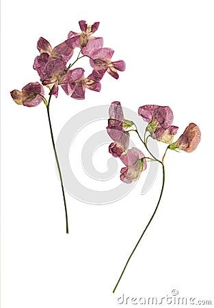 Pressed and dried lathyrus vernus. Isolated Stock Photo