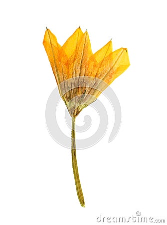 Pressed and Dried orange flower pumpkin (gourd, squash). Stock Photo