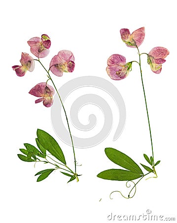 Pressed and dried stalk Lathyrus tuberosus flowers, isolated Stock Photo