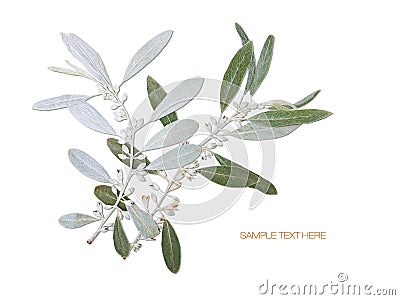 Pressed and dried wild olive branch background Stock Photo